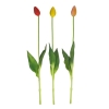 Tulipan HB44C1.18-01