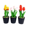 Tulipan 3 szt w doniczce YS48-8069-3