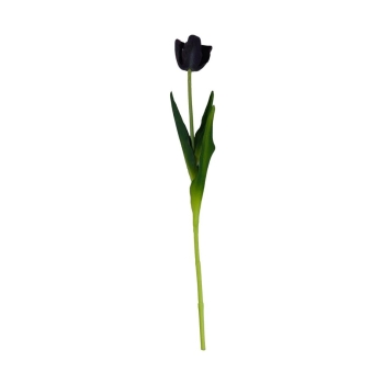Tulipan HB44C1.18-02 (fioletowy)