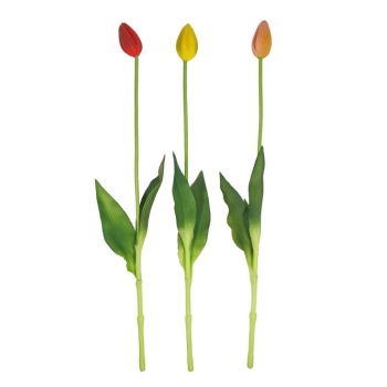 Tulipan HB44C1.18-01