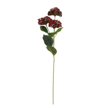 Kwiat Kalanchoe MZ007E (bordowy)
