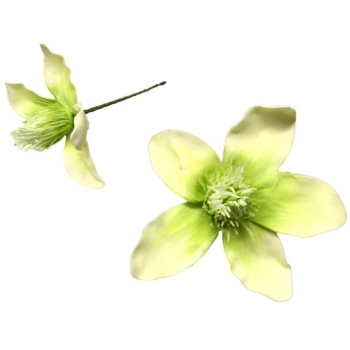 Kwiat piankowy - Magnolia MP135ZB (zielony)